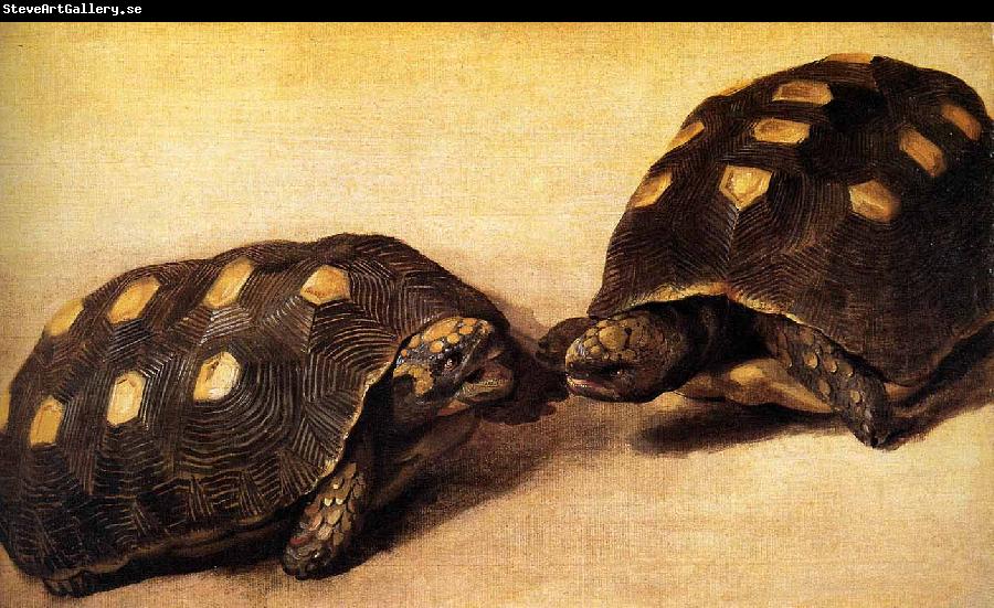 Albert Eckhout Two dueling tortoises